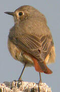 Common Redstart