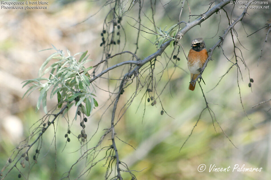 Common Redstart male