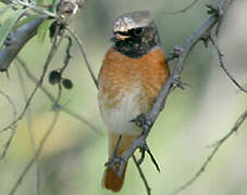 Common Redstart