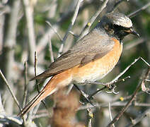 Common Redstart