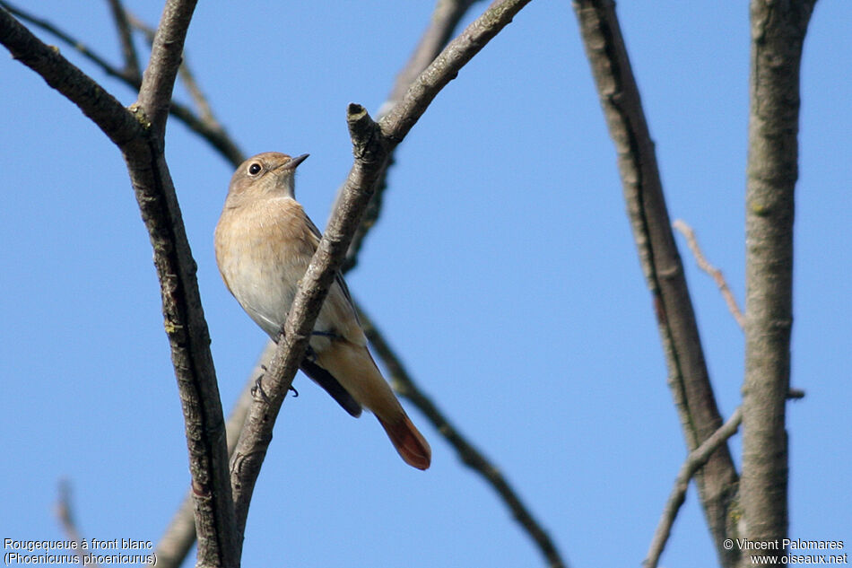 Common Redstart