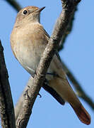 Common Redstart