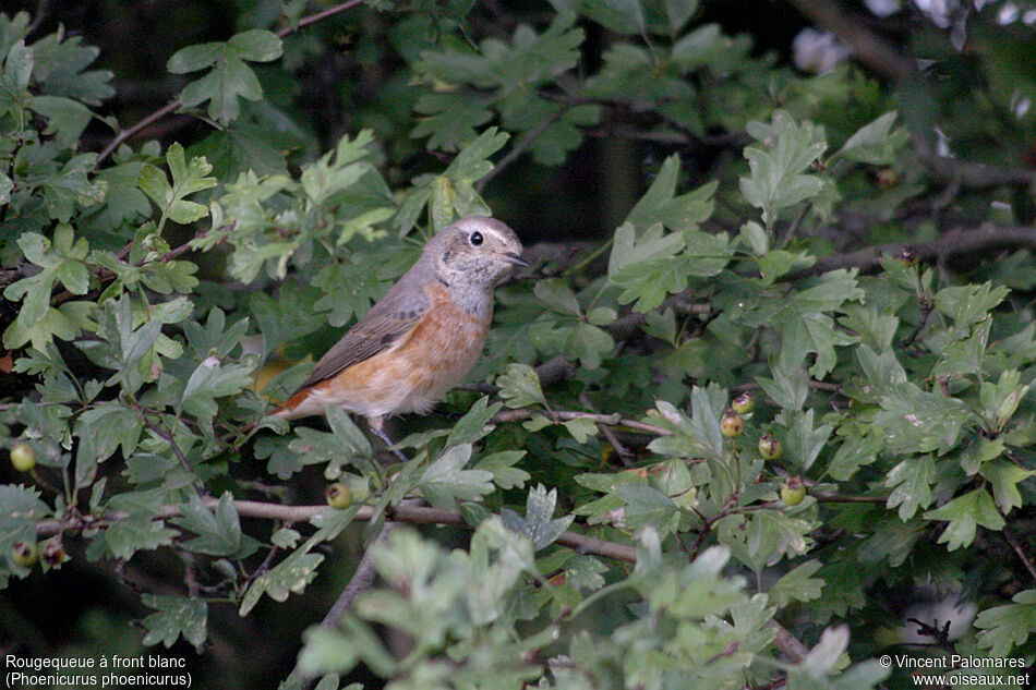 Common Redstart