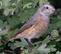 Common Redstart