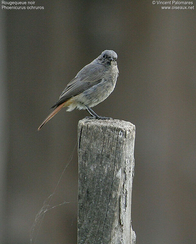 Black Redstart