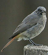 Black Redstart