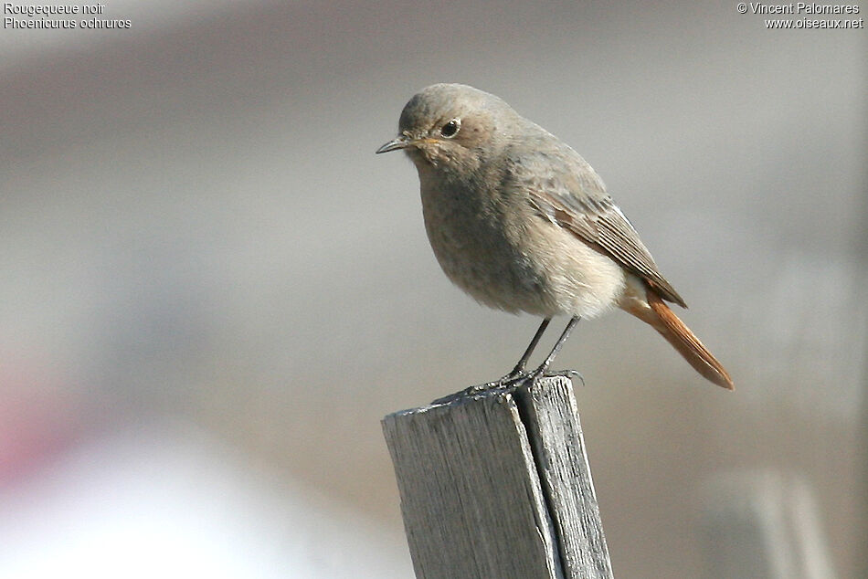 Black Redstart