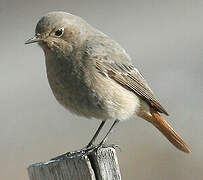 Black Redstart