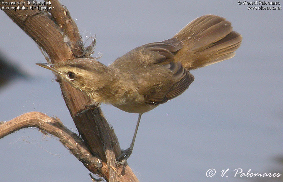 Black-browed Reed Warbler