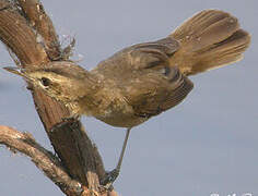 Black-browed Reed Warbler