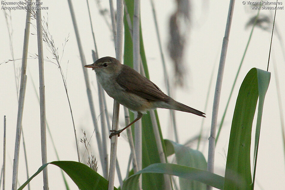 Eurasian Reed Warbler