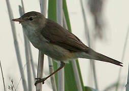 Common Reed Warbler