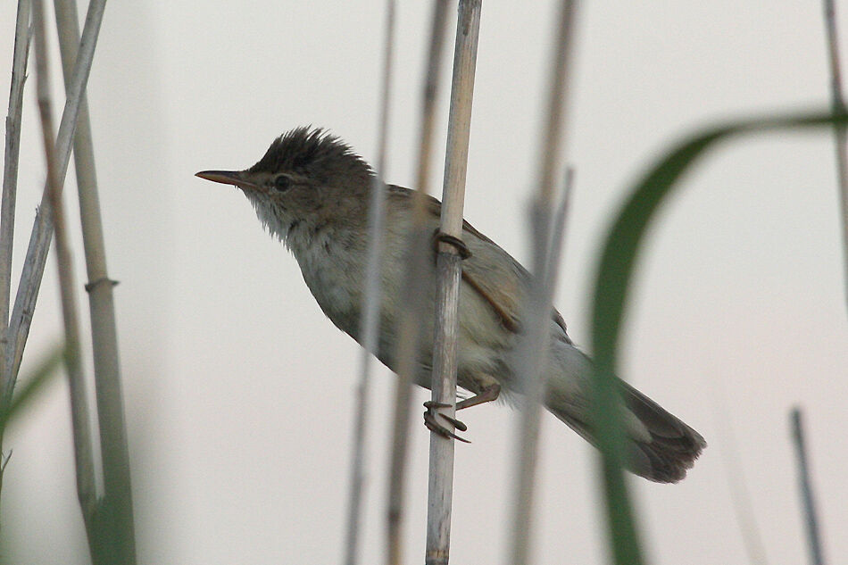 Eurasian Reed Warbler