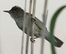 Common Reed Warbler