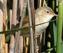 Eurasian Reed Warbler