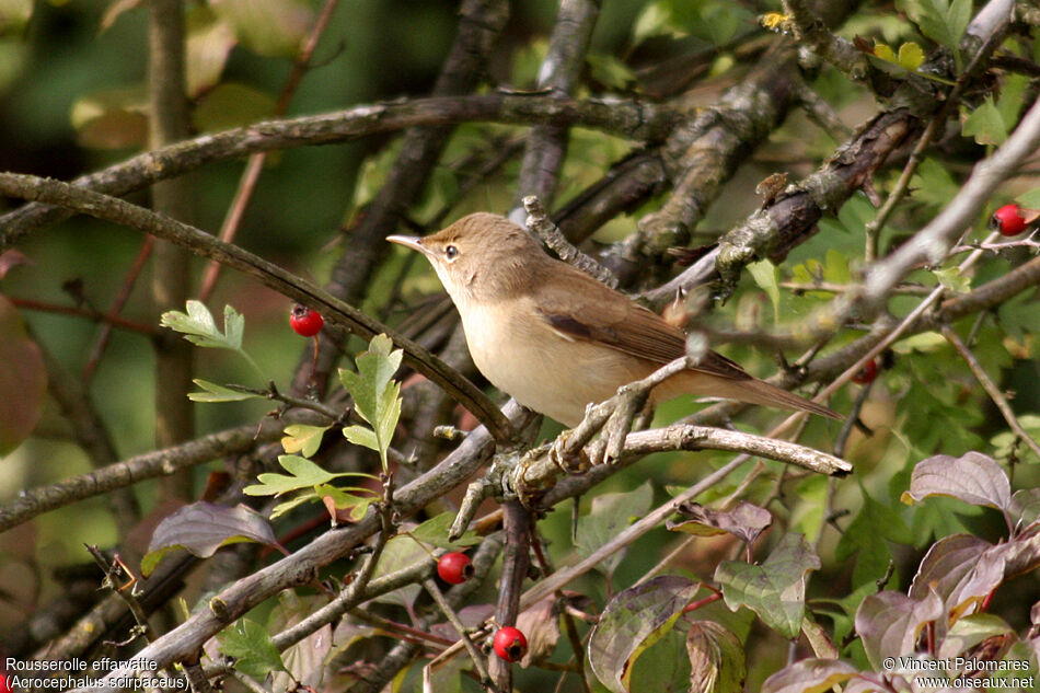 Common Reed Warbler