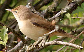 Common Reed Warbler