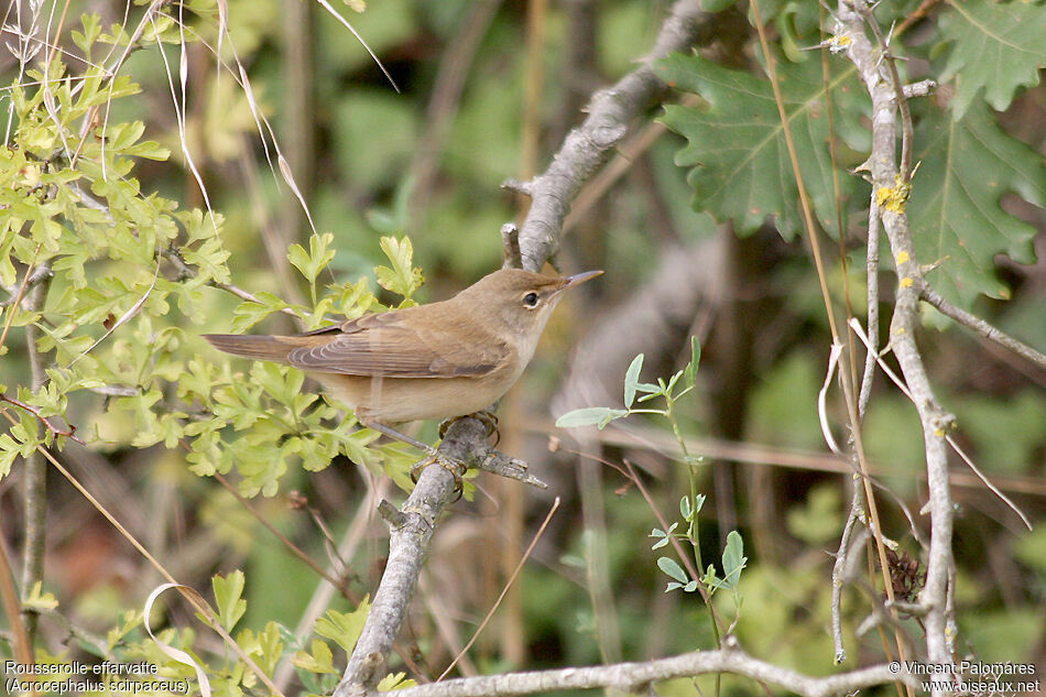 Common Reed Warbler