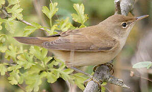 Eurasian Reed Warbler