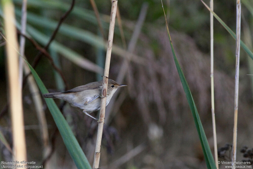 Eurasian Reed Warbler