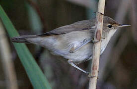 Common Reed Warbler