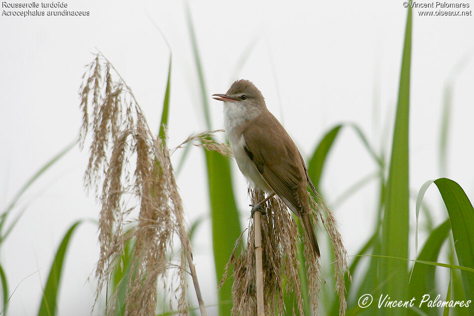 Great Reed Warbler