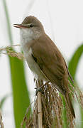 Great Reed Warbler