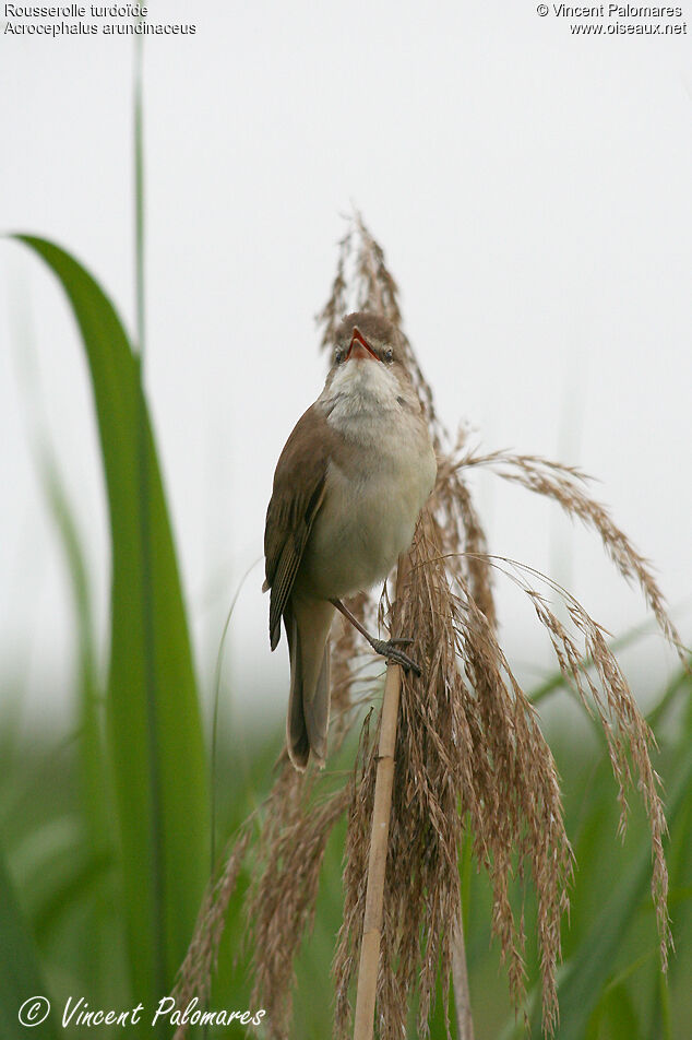 Great Reed Warbleradult, song