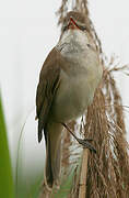 Great Reed Warbler