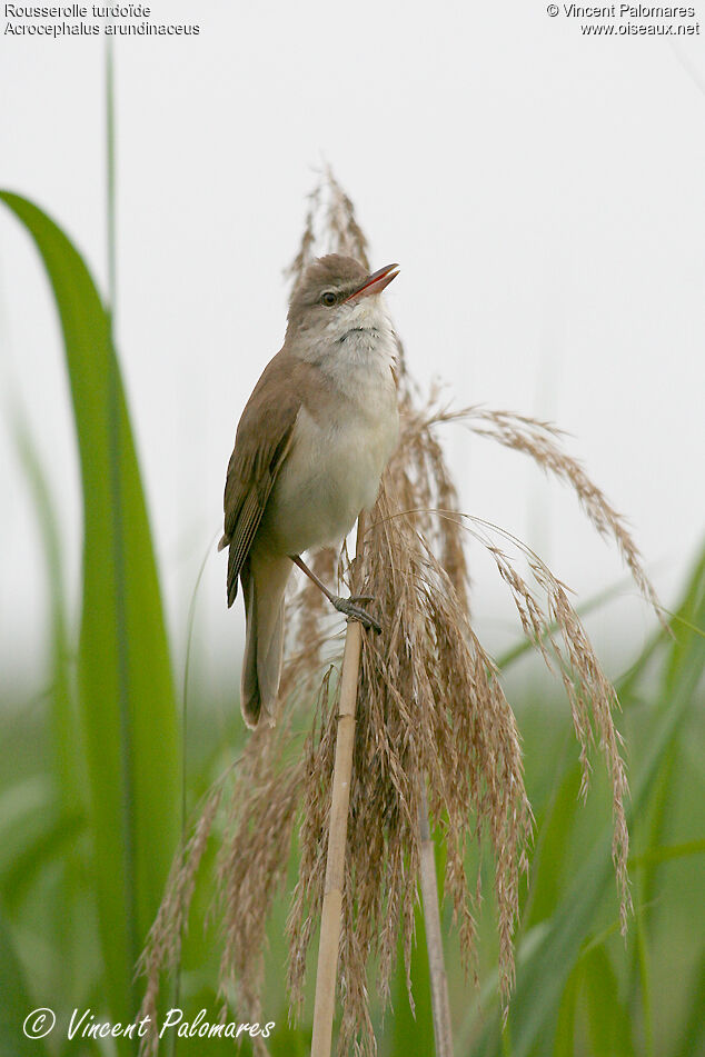 Rousserolle turdoïdeadulte, chant