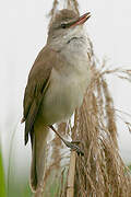 Great Reed Warbler