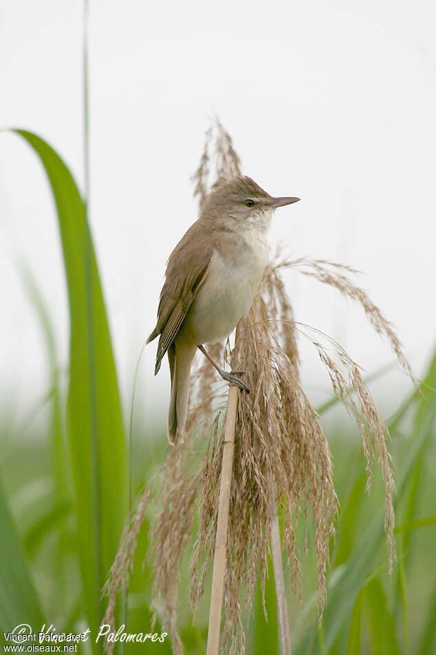 Rousserolle turdoïdeadulte, habitat, Comportement