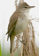 Great Reed Warbler