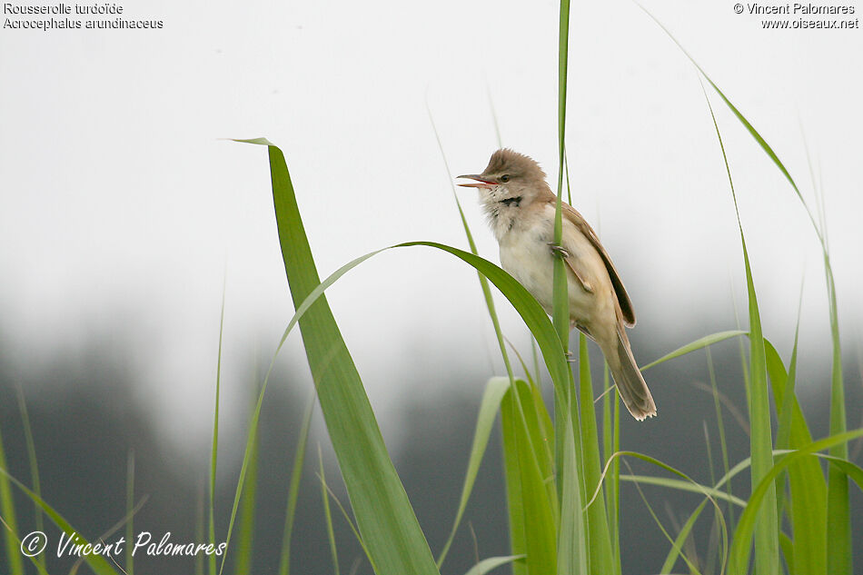 Great Reed Warbleradult, song