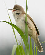 Great Reed Warbler