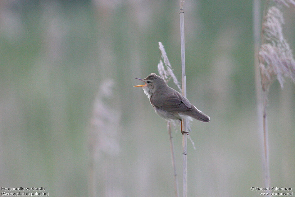 Marsh Warbler