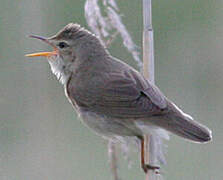 Marsh Warbler