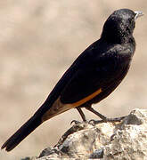 Tristram's Starling