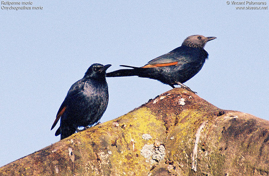 Red-winged Starling