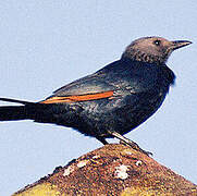 Red-winged Starling