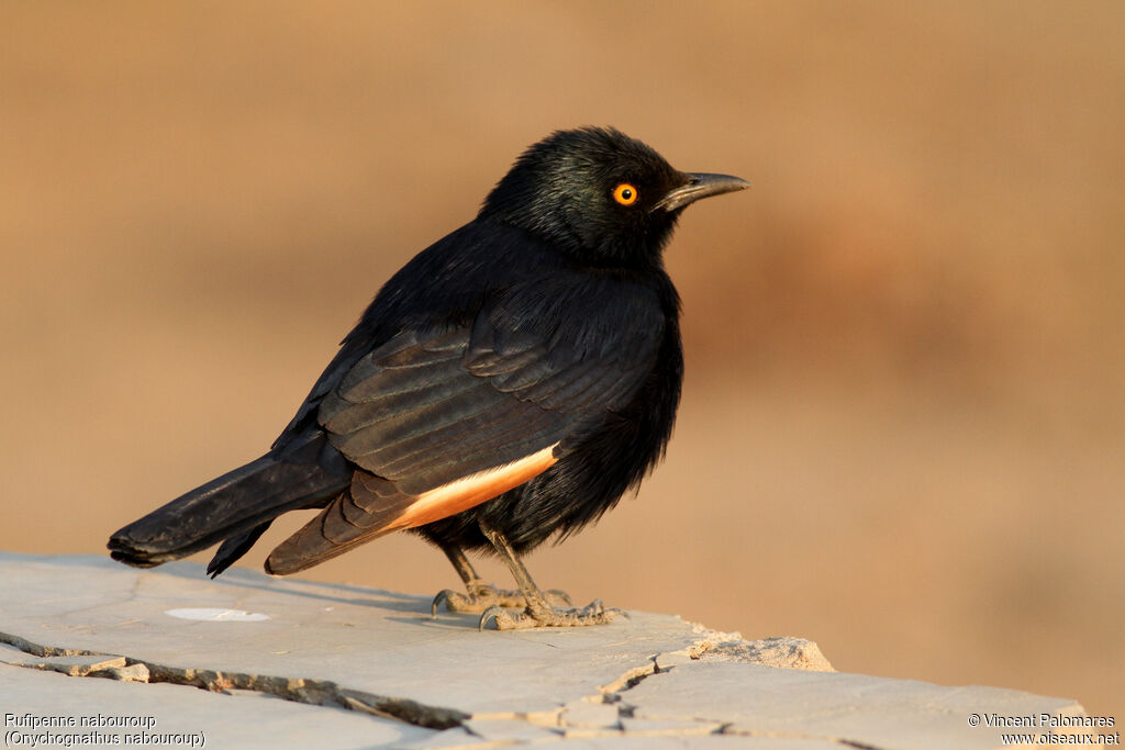 Pale-winged Starling