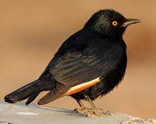 Pale-winged Starling