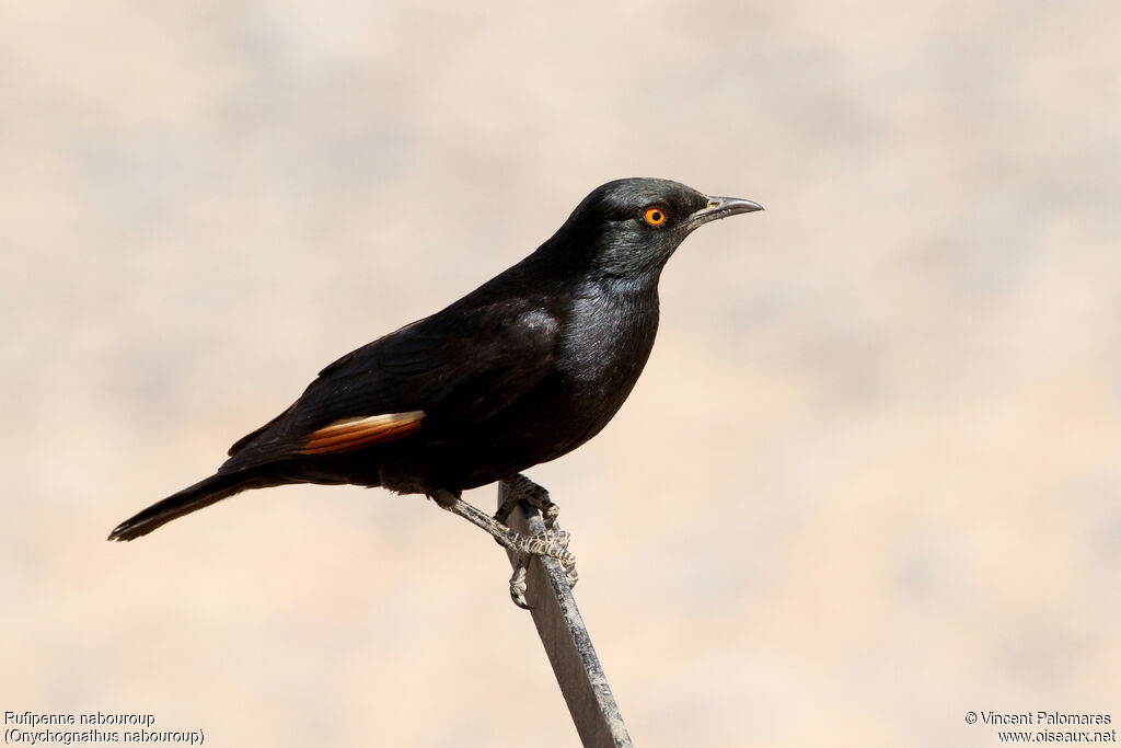 Pale-winged Starling