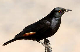 Pale-winged Starling