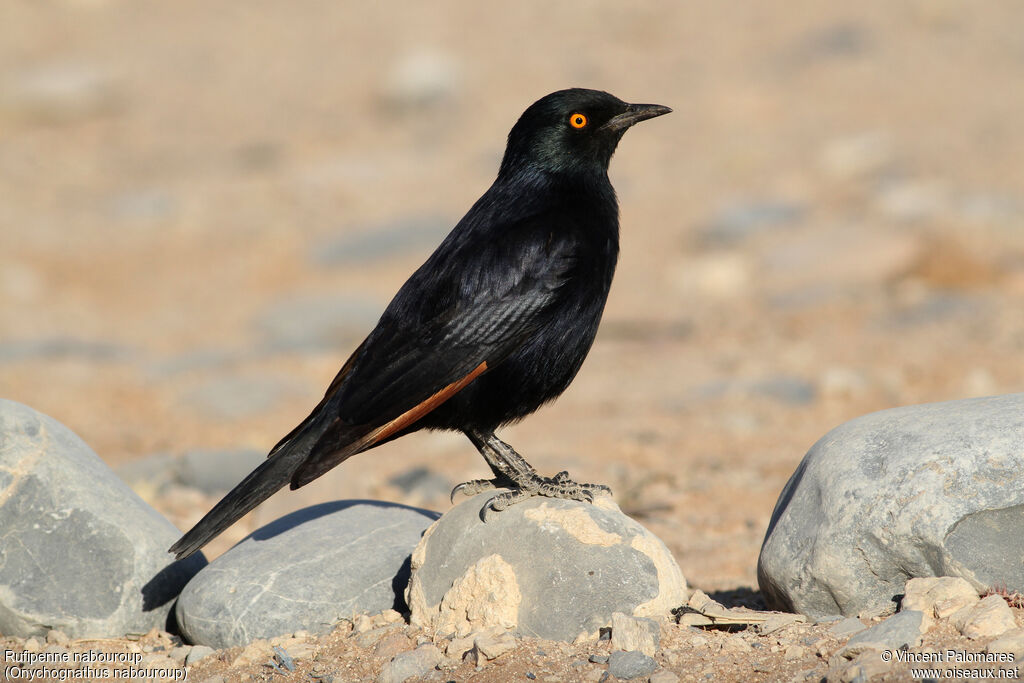 Pale-winged Starling