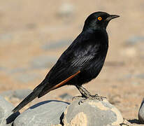 Pale-winged Starling