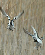 Garganey