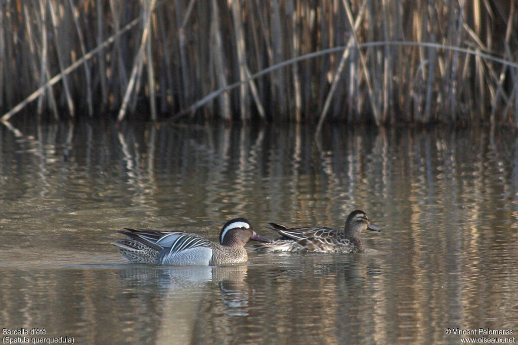 Garganey 