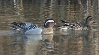 Garganey