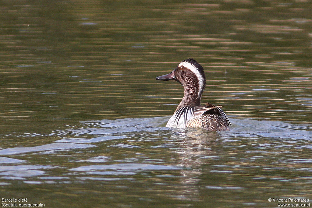 Garganey male